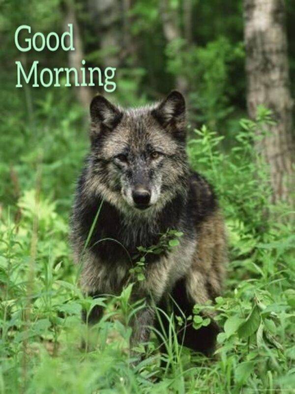 Good-Morning-Wonderful-Wolf-600x800.jpeg