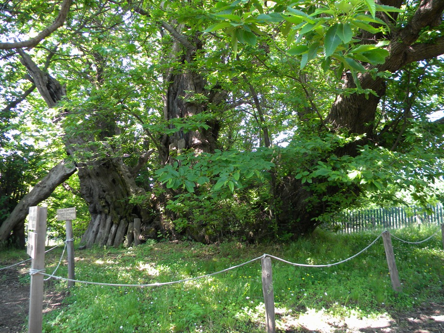 DSCN2407-3384953641.jpg