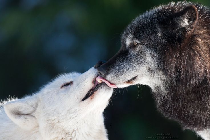84f2968b8d64f806b50871c34ed37f24--kiss-me-amazing-photography-3113370611.jpg