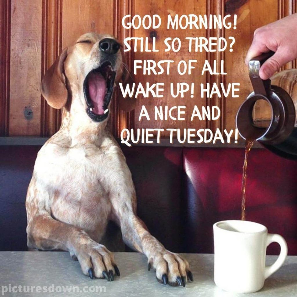 good-morning-tuesday-funny-image-18-1024x1024-678432749.jpg