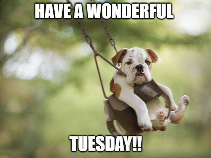 tuesday-meme-8-6683a72db7646__700-936939932.jpg