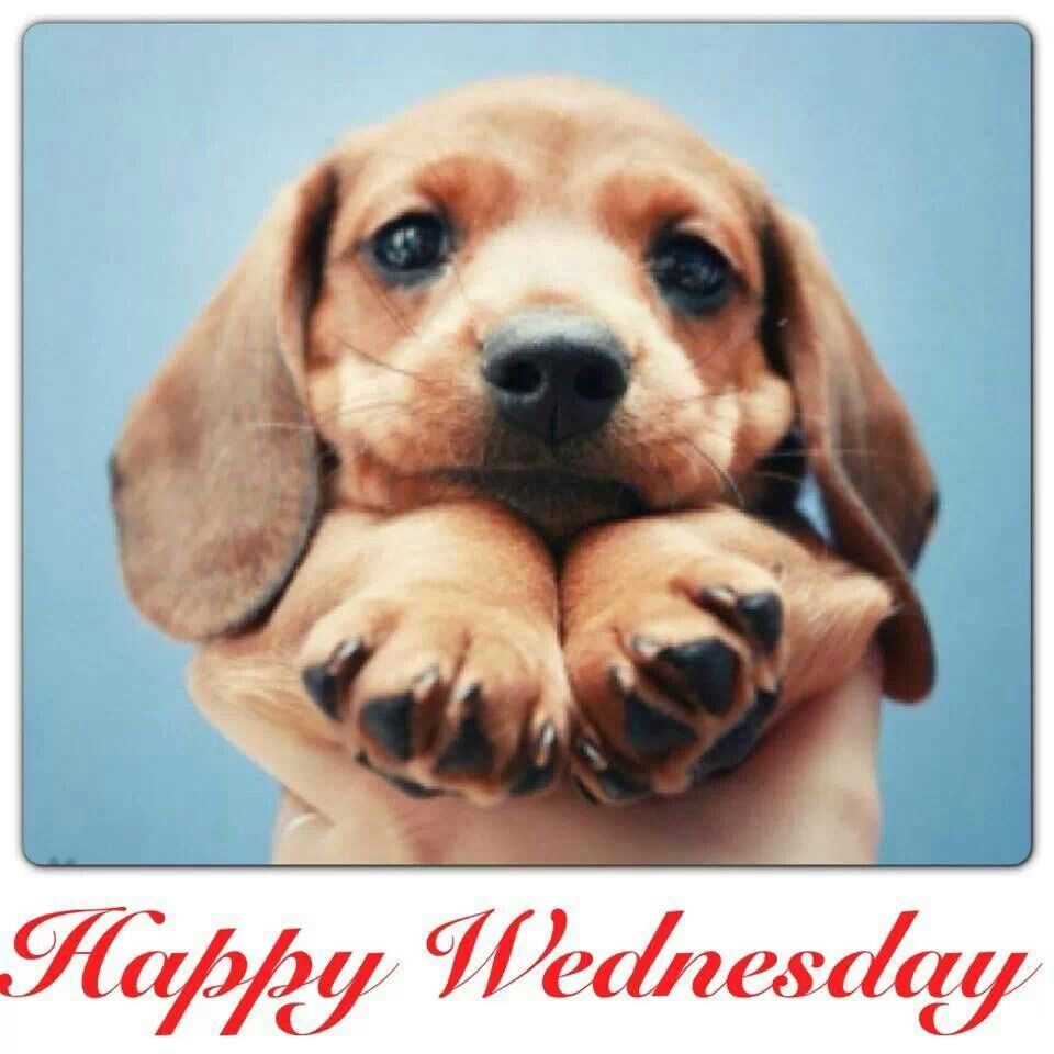 222487-Happy-Wednesday-1700830188.jpg
