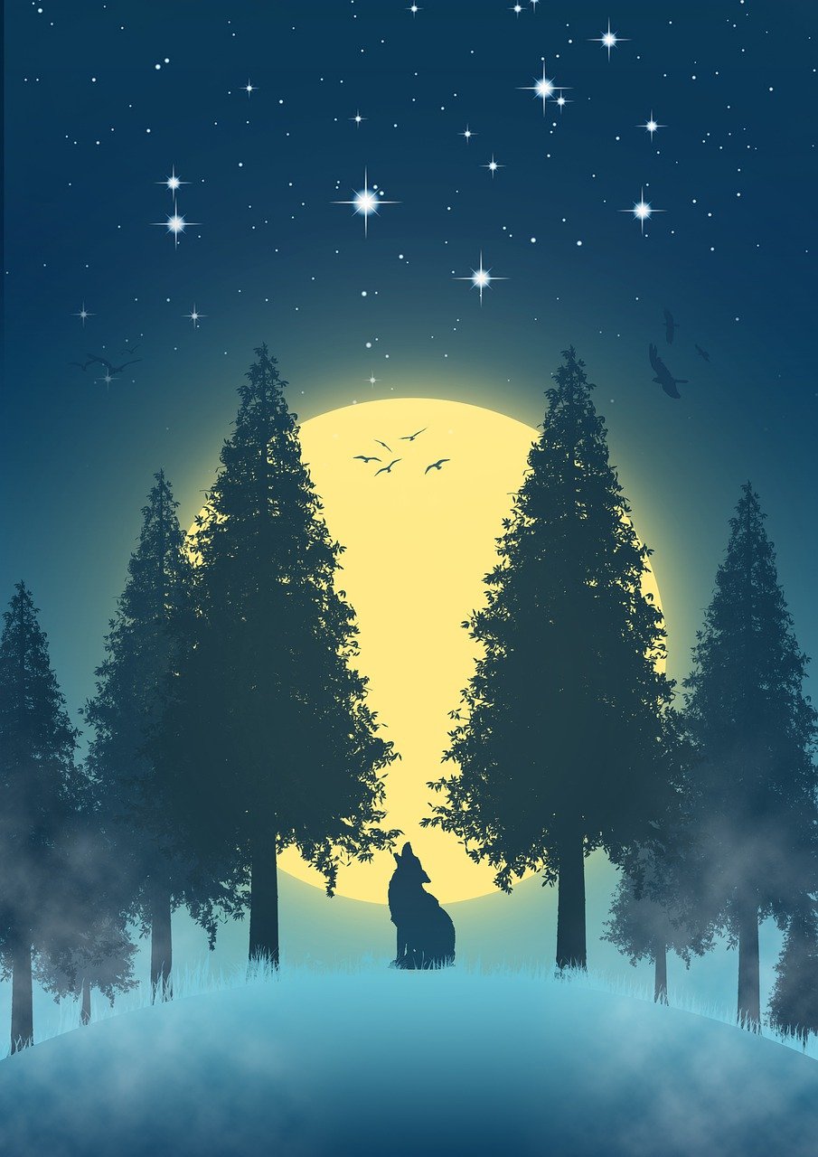night-5464797_1280.jpg