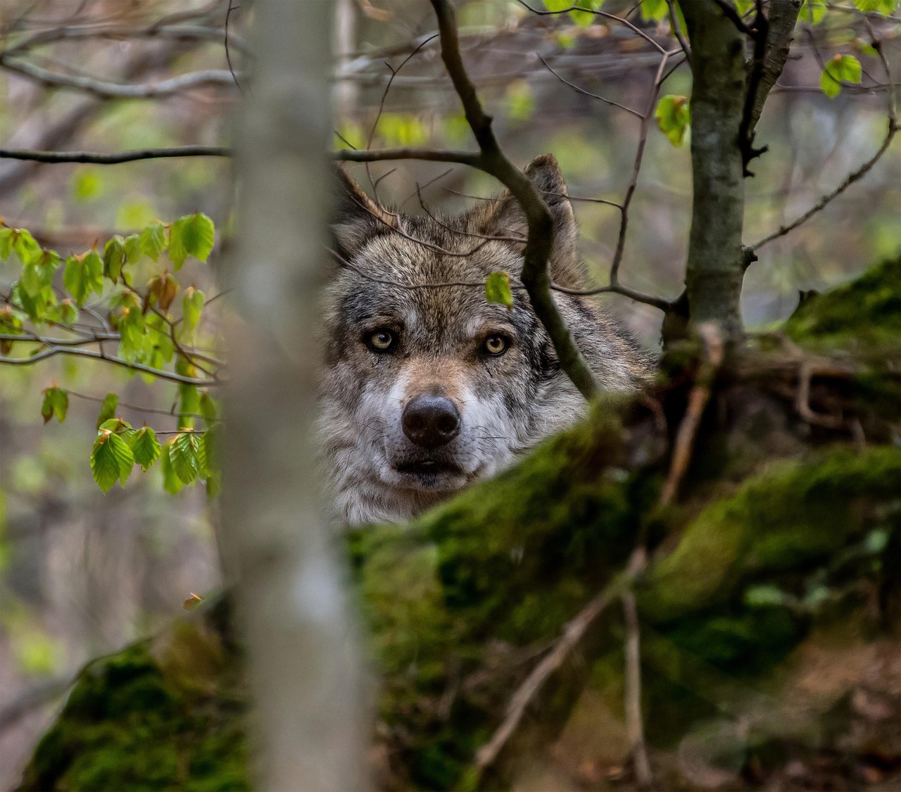 animal-3950960_1280.jpg