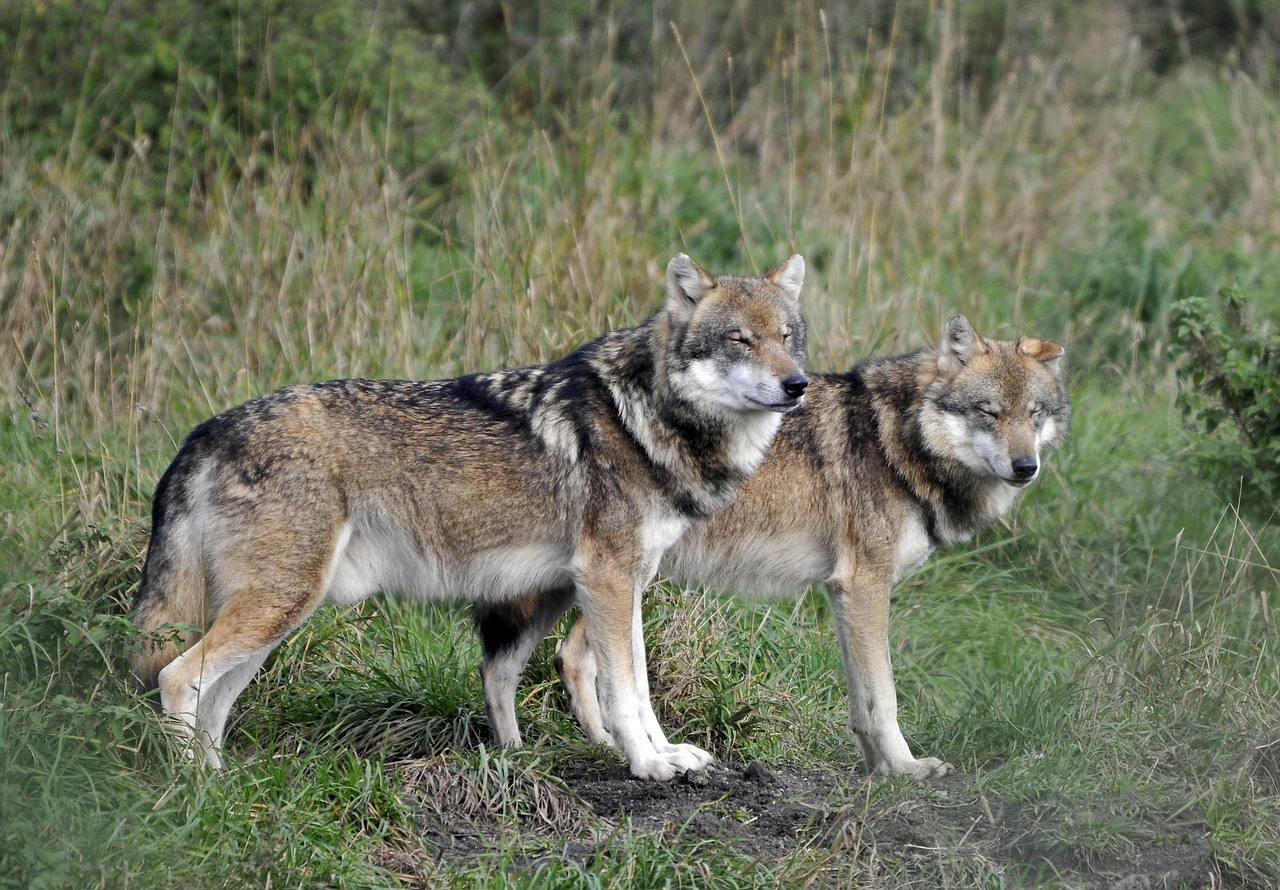 wildlife-park-2646370_1280.jpg