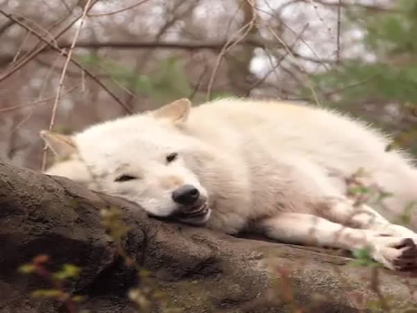 lazy_wolf_does_an_awoo-469026359.jpg