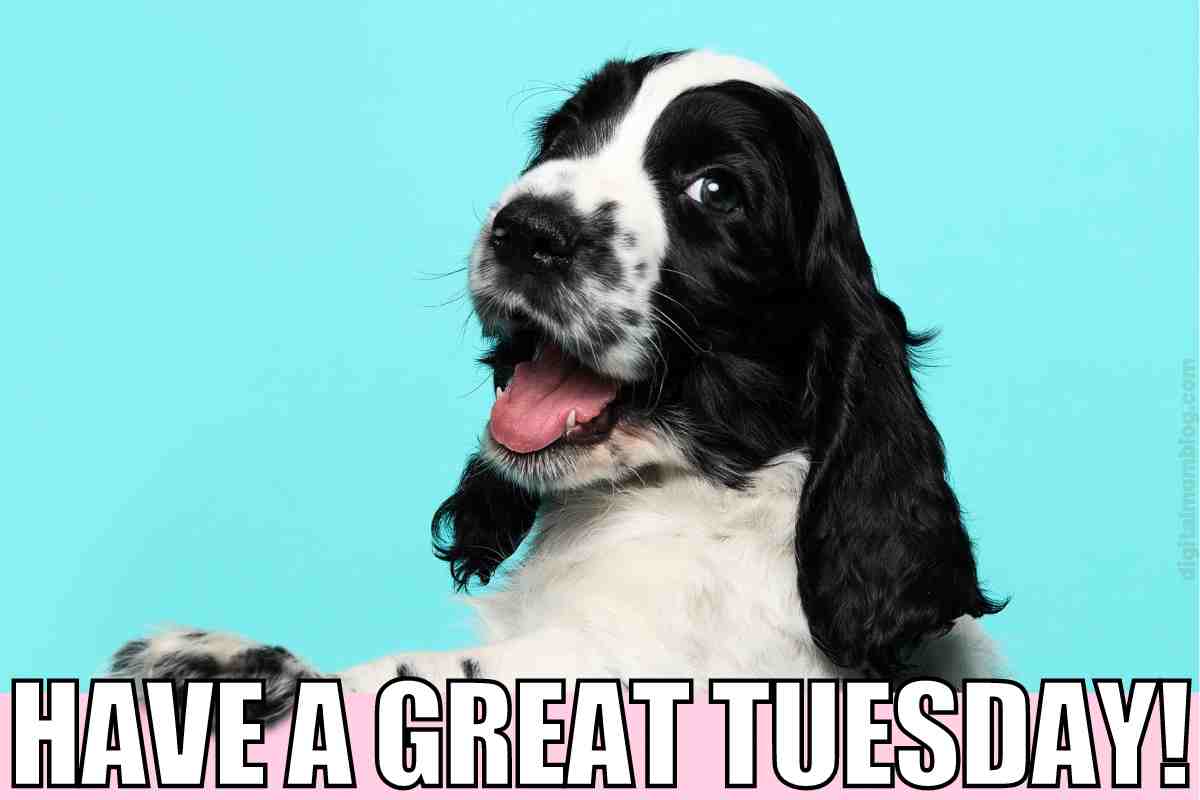 meme-have-a-great-tuesday-3437385604.jpeg